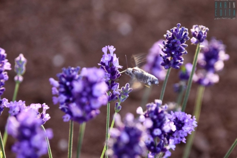 Monopoli, la colorata Casa delle farfalle: �Qui salviamo ''cassandra'' e ''vanessa''�